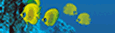 http://www.jvp.fr.st